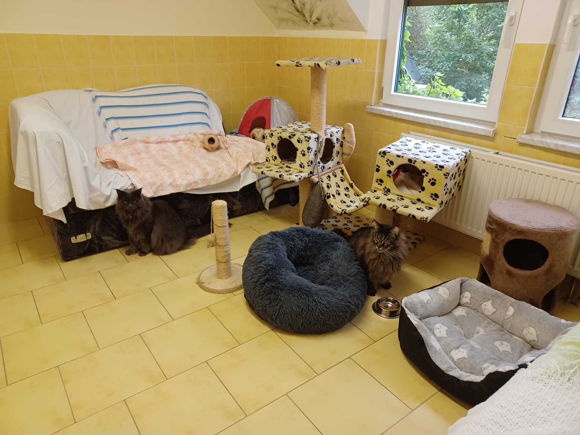 Katzenzimmer1